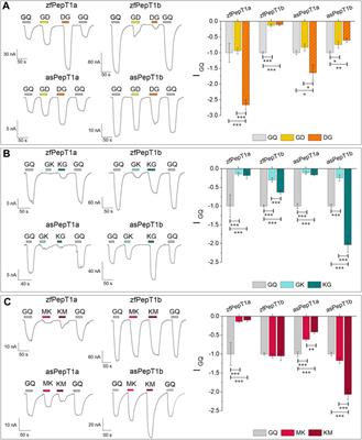 The teleost fish PepT1-type peptide transporters and their relationships with neutral and charged substrates